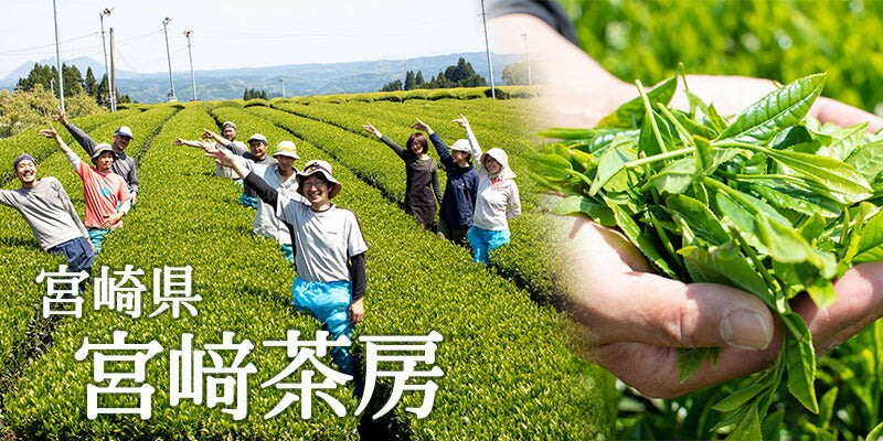 미야자키사보 유기농 녹차 60g×3